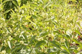 Attēlu rezultāti vaicājumam “Vincetoxicum hirundinaria leaf”