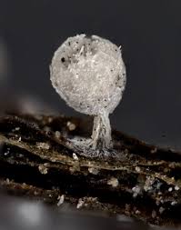 Attēlu rezultāti vaicājumam “Physarum straminipes”