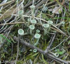 Attēlu rezultāti vaicājumam “Cladonia fimbriata”