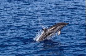 Image result for Durley Dolphin Diver