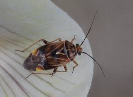 Attēlu rezultāti vaicājumam “Miridae”