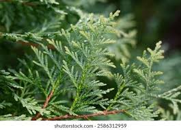Attēlu rezultāti vaicājumam “Thuja occidentalis leaf”