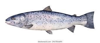 Image result for Salmo trutta trutta