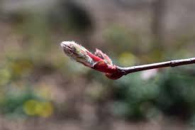 Attēlu rezultāti vaicājumam “Armeria vulgaris bud”