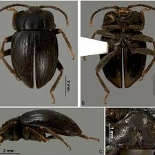 Attēlu rezultāti vaicājumam “Scaphisoma sp.”