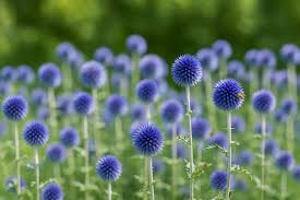 Image result for Echinops spaerocephalus