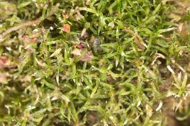 Attēlu rezultāti vaicājumam “Gymnostomum aeruginosum”