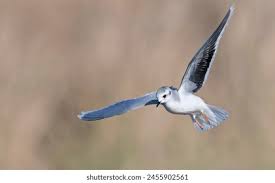 Attēlu rezultāti vaicājumam “Larus minutus adult”
