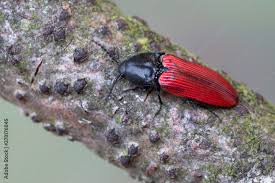 Attēlu rezultāti vaicājumam “Ampedus sanguineus”