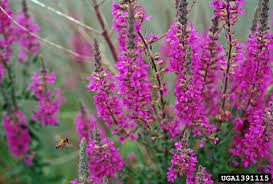Attēlu rezultāti vaicājumam “Lythrum salicaria flower”