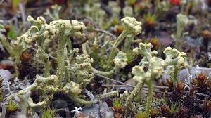 Attēlu rezultāti vaicājumam “Cladonia botrytes”
