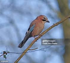 Attēlu rezultāti vaicājumam “Garrulus glandarius”