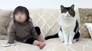 猫次郎o에 대한 이미지 검색결과