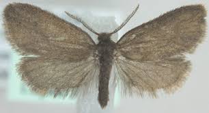 Attēlu rezultāti vaicājumam “Proutia betulina”