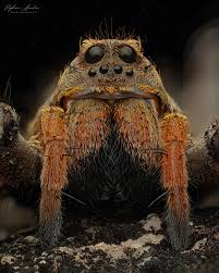 Attēlu rezultāti vaicājumam “Lycogala sphaeroconicum macro”