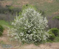 Attēlu rezultāti vaicājumam “Pyrus pyraster”