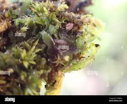 Attēlu rezultāti vaicājumam “Phaeoceros laevis subsp. carolinianus”