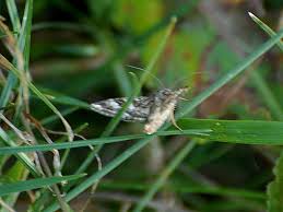 Attēlu rezultāti vaicājumam “Protoschinia scutosa”