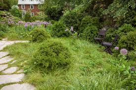 Attēlu rezultāti vaicājumam “Carex remota fruit”