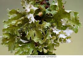 Attēlu rezultāti vaicājumam “Platismatia glauca”