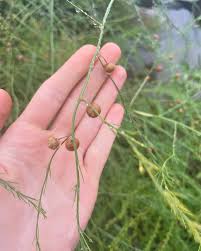 Attēlu rezultāti vaicājumam “Asparagus officinalis”