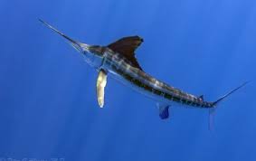 Image result for Istiompax indica