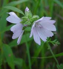 Attēlu rezultāti vaicājumam “Malva moschata flower”