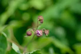 Attēlu rezultāti vaicājumam “Lathyrus latifolius bud”