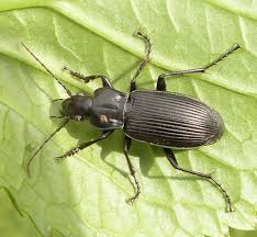 Attēlu rezultāti vaicājumam “Pterostichus sp.”