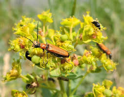 Attēlu rezultāti vaicājumam “Anogcodes melanurus”
