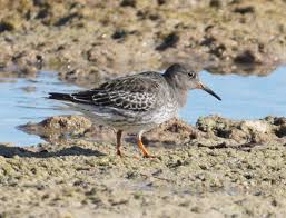 Attēlu rezultāti vaicājumam “Calidris maritima adult”