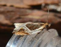 Attēlu rezultāti vaicājumam “Ancylis badiana”