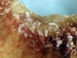 Attēlu rezultāti vaicājumam “Anthyllis maritima bud”