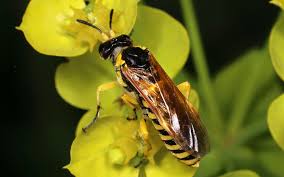 Attēlu rezultāti vaicājumam “Tenthredo campestris female”