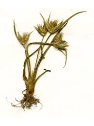 Attēlu rezultāti vaicājumam “Juncus capitatus fruit”