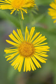 Attēlu rezultāti vaicājumam “Inula britannica”