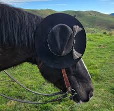 Image result for East Flegg Riding Club