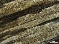 Attēlu rezultāti vaicājumam “Xylographa paralella”