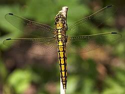 Attēlu rezultāti vaicājumam “Orthetrum cancellatum male”