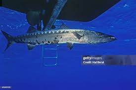 Image result for Dive Barracuda