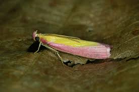 Attēlu rezultāti vaicājumam “Oncocera semirubella”