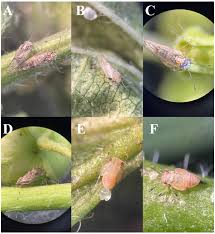 Attēlu rezultāti vaicājumam “Parasemia plantaginis male”