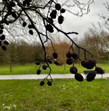 Attēlu rezultāti vaicājumam “Alnus glutinosa fruit”