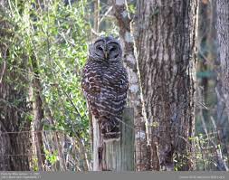 Attēlu rezultāti vaicājumam “Strigiformes”