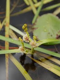Attēlu rezultāti vaicājumam “Sparganium minimum leaf”