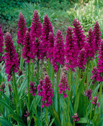 Attēlu rezultāti vaicājumam “Dactylorhiza”