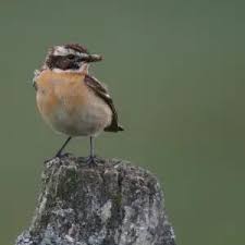 Attēlu rezultāti vaicājumam “Saxicola rubetra adult”