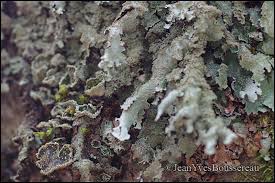 Attēlu rezultāti vaicājumam “Parmelia submontana”