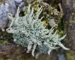 Attēlu rezultāti vaicājumam “Cladonia squamosa”