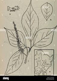 Attēlu rezultāti vaicājumam “Populus simonii leaf”